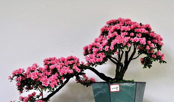 杜鹃花盆景的美图