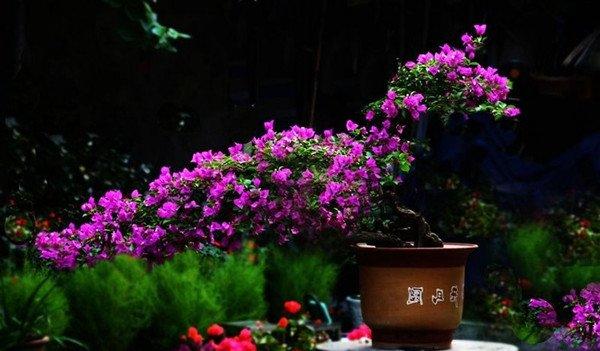 三角梅盆景