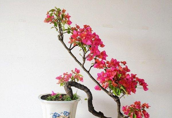 三片花瓣的温柔——三角梅盆景