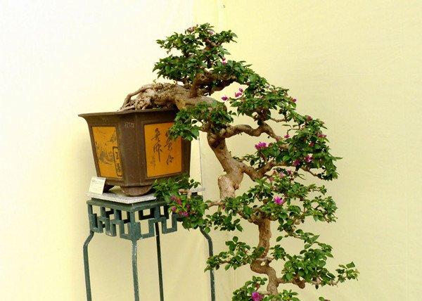 三角梅盆景的图片