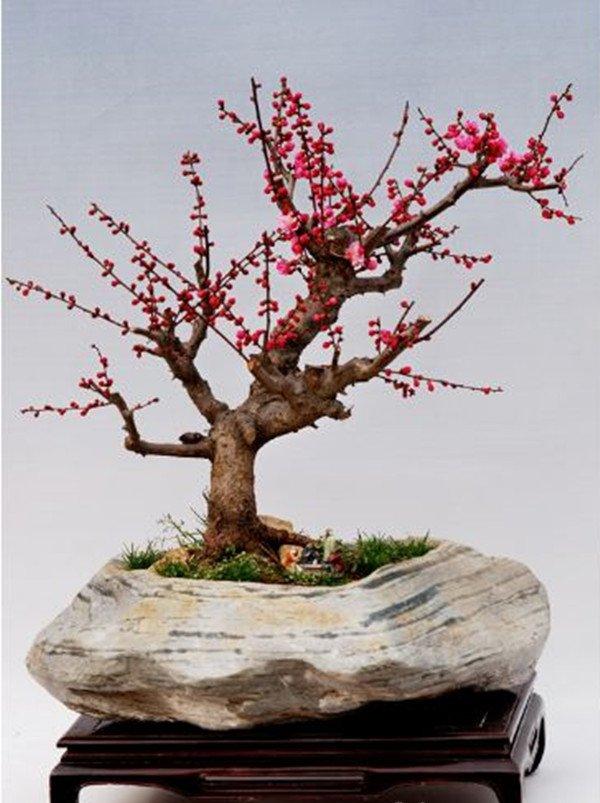 梅花盆景的美图