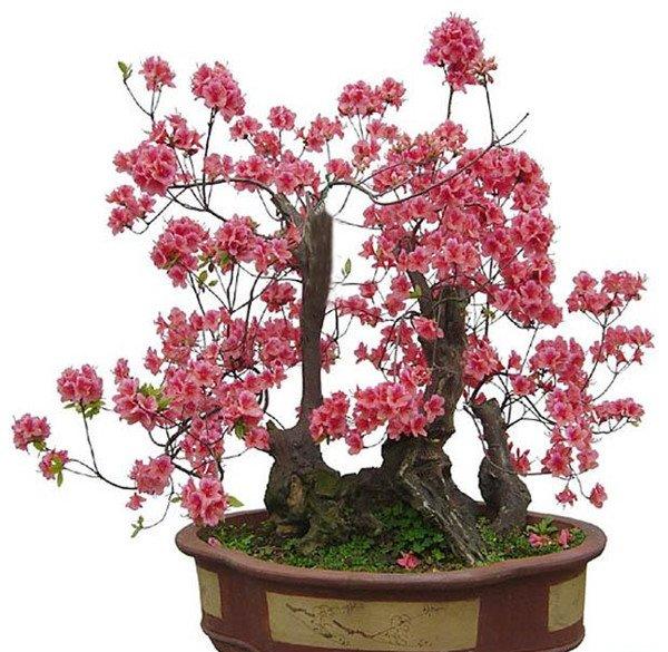 梅花盆景美图