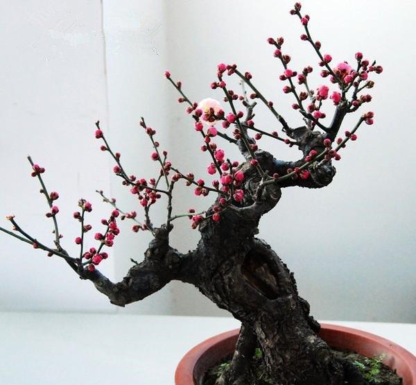 梅花盆景图片