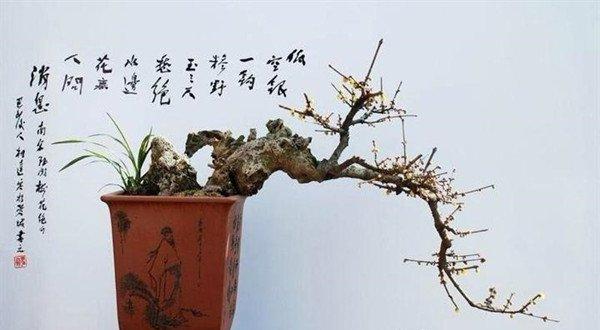 梅花盆景的图片