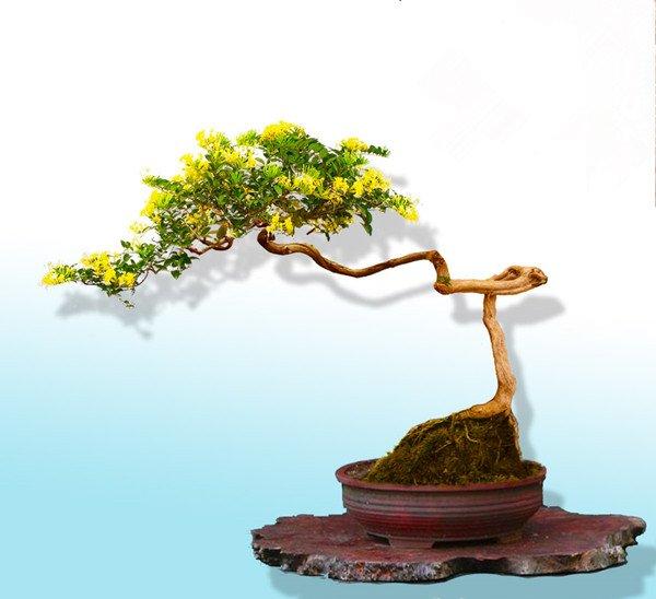 金银两宝结鸳鸯——金银花盆景