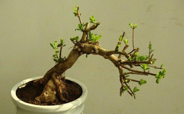 金银花盆景的图片
