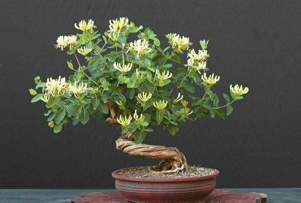 金银花盆景美图