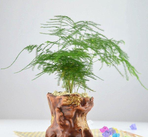文竹盆景的图片