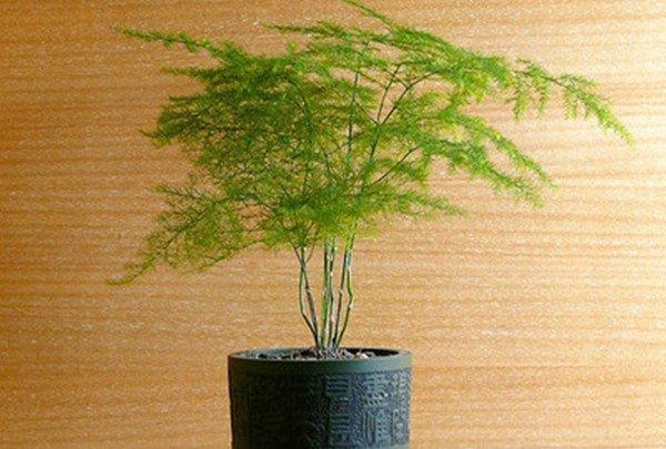 文竹盆景图片