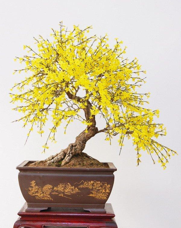 迎春花盆景图片