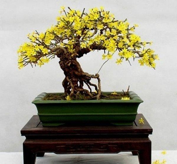 迎春花盆景的图片