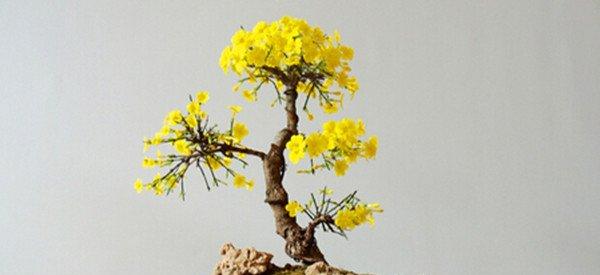 迎春花盆景