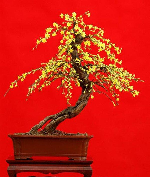 迎春花盆景美图