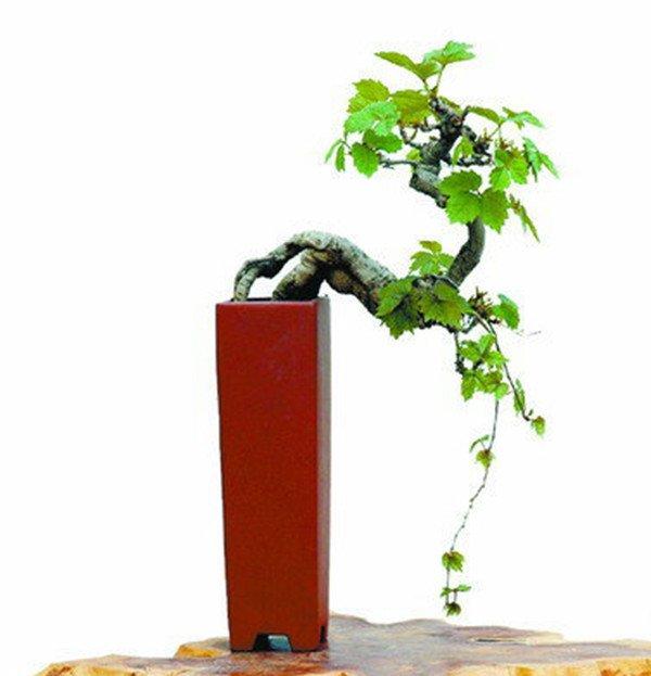 爬山虎盆景美图