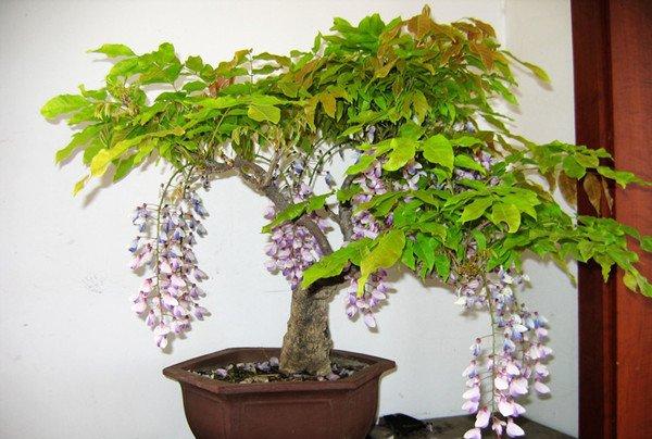 紫藤花盆景