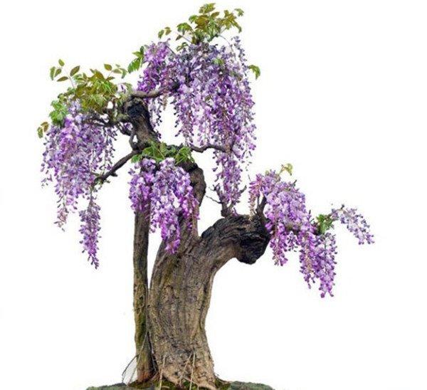 紫藤花盆景图片