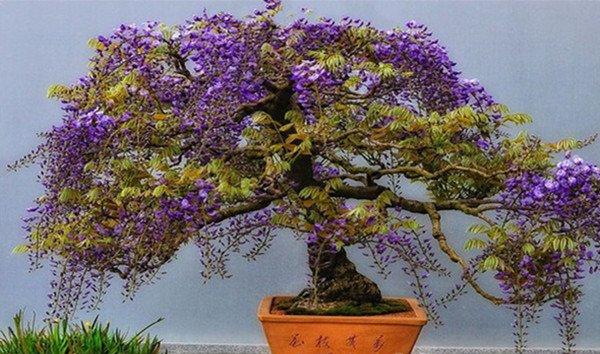 摇曳不停——紫藤花盆景