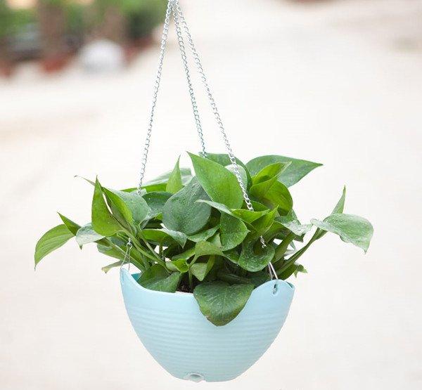 绿意丛生,绿萝盆景