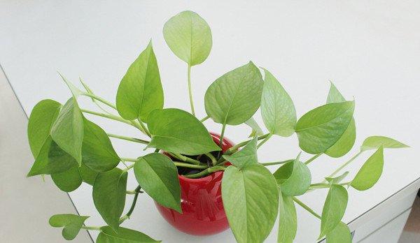 绿萝盆景的美图