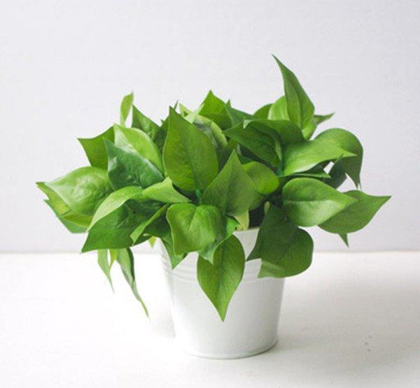 绿萝盆景的图片