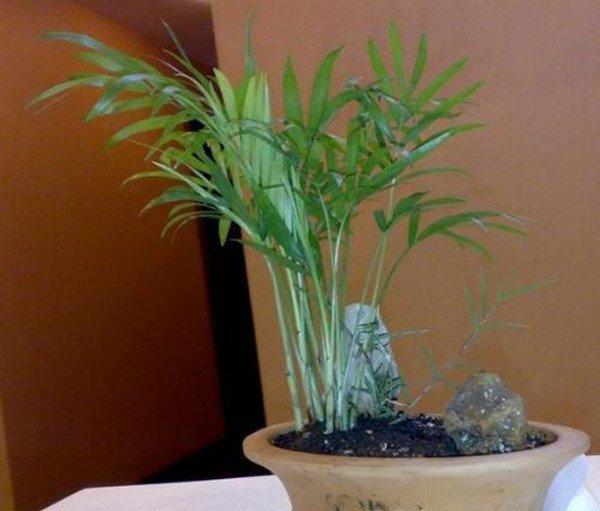 旱伞草盆景美图
