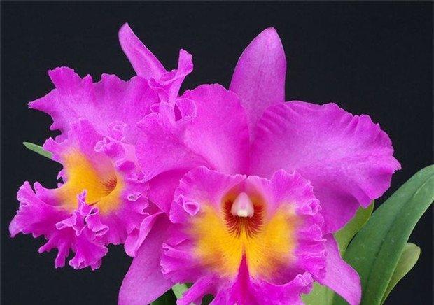 空谷有兰花，悠然抱幽独