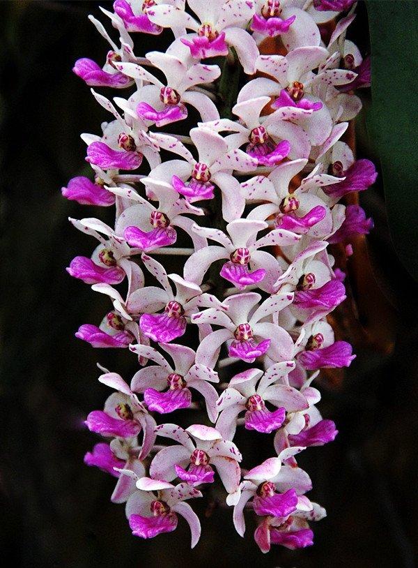 花团锦簇指甲兰