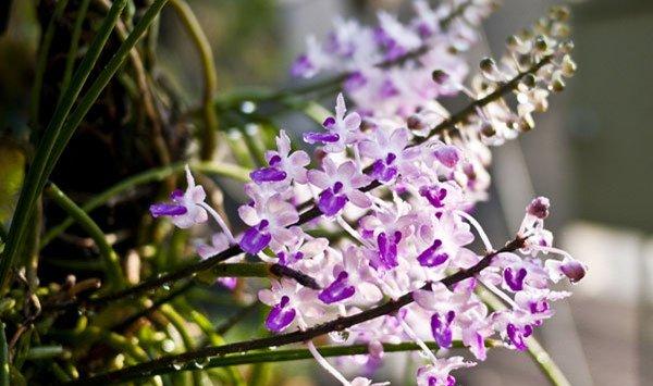 花团锦簇指甲兰