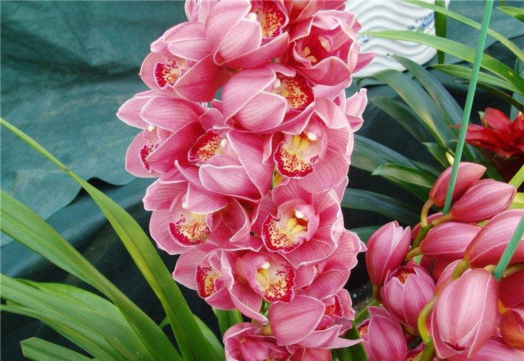 绿蕙红兰芳信歇，金蕊正风流。