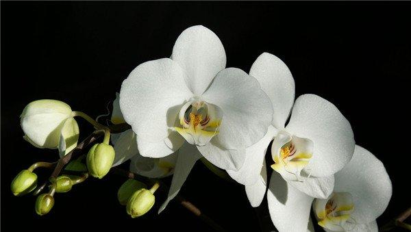 白花蝴蝶兰