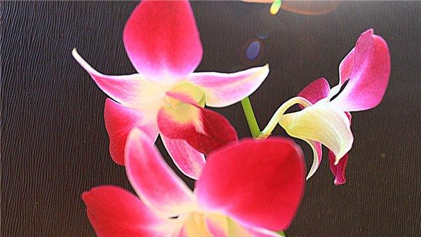 父亲节之花——石斛兰
