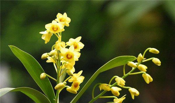 父亲节之花——石斛兰