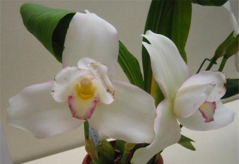 把你捧在手心——捧心兰