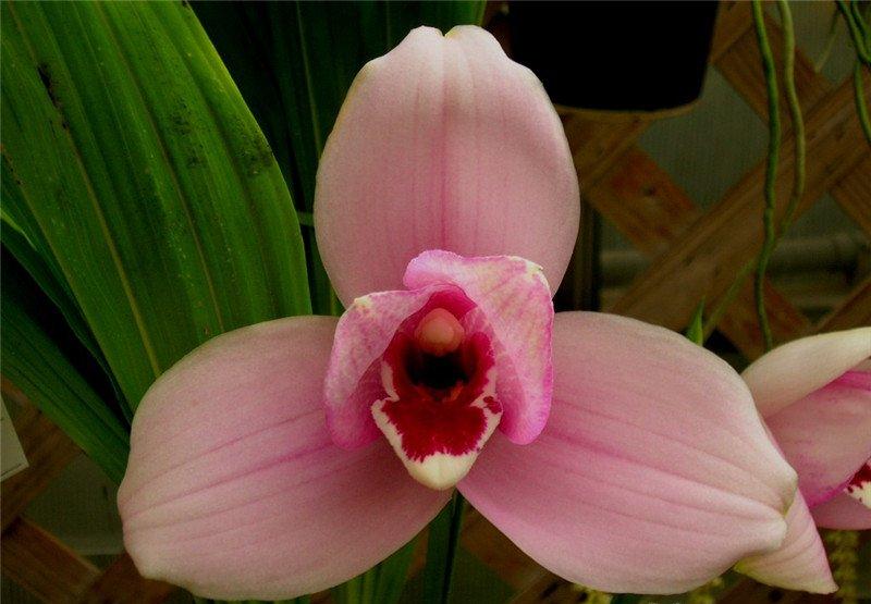 感受掌心的温度——捧心兰