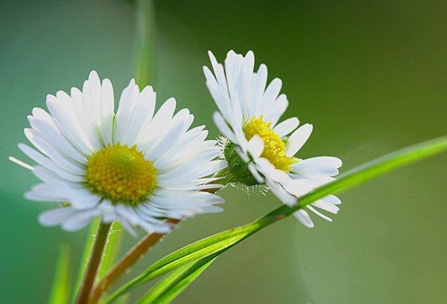 雏菊