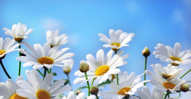 雏菊花