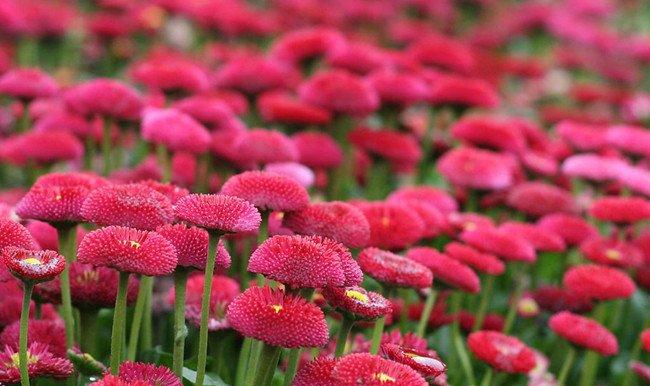 红色雏菊海