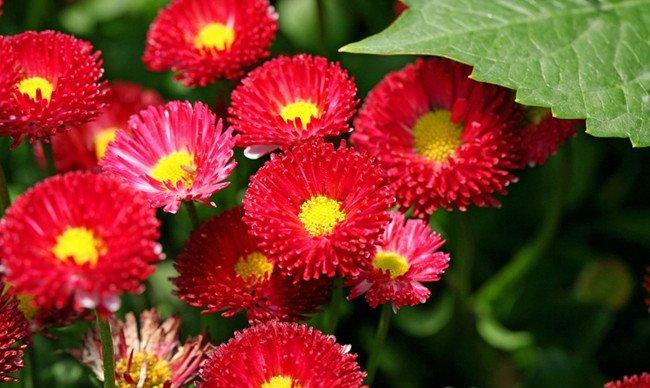 红色雏菊——是不是爱我