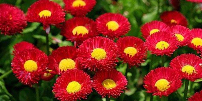 红色雏菊花