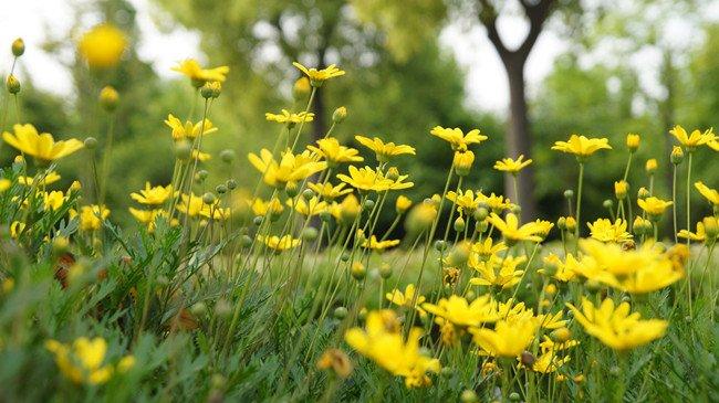 黄色雏菊花
