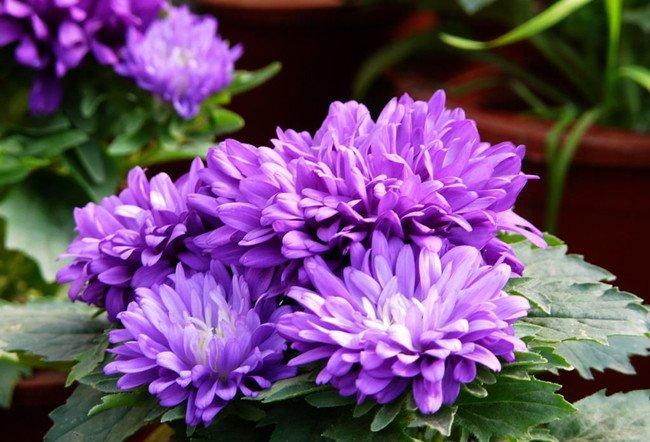 翠菊