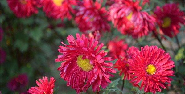 美丽的绯红矢车菊