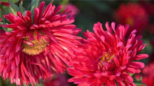 可爱的绯红矢车菊