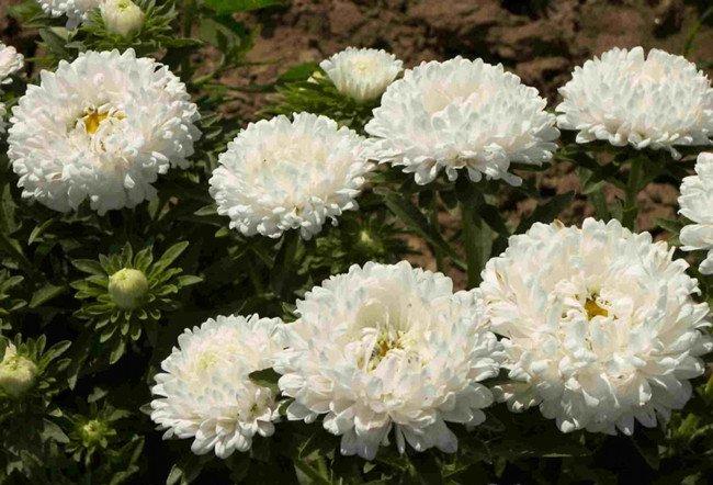 白翠菊
