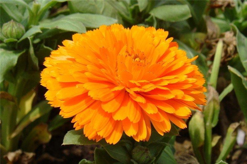 金盏菊