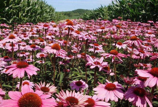 粉色松果菊