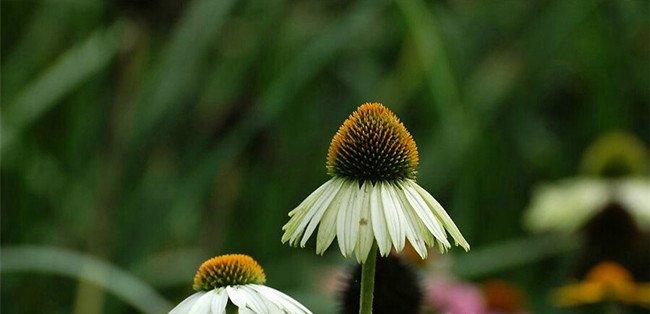 白花松果菊——白色天空