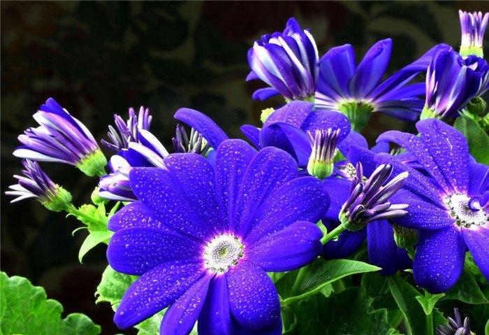 蓝色迷情——瓜叶菊