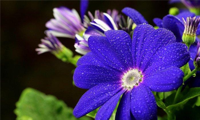 瓜叶菊花语