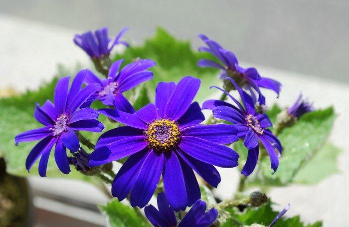 积极向上——瓜叶菊